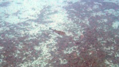 Porcupinefish (24